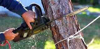 Best Lawn Maintenance Plans  in Bazon, CA