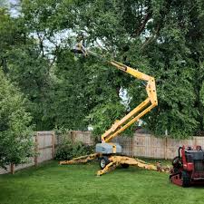 Trusted Cabazon, CA Tree Care Experts