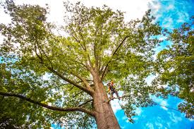 Best Tree Health Inspection  in Bazon, CA
