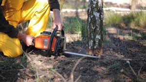 How Our Tree Care Process Works  in  Cabazon, CA