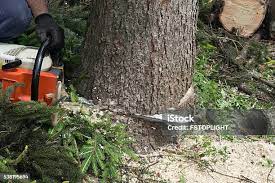 Best Commercial Tree Services  in Bazon, CA