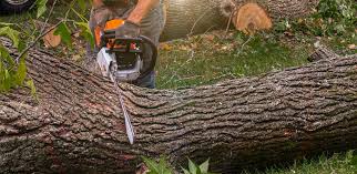 Best Lawn Watering Services  in Bazon, CA