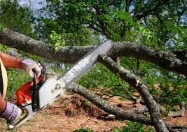 Best Emergency Tree Removal  in Bazon, CA