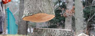 Best Arborist Consultation Services  in Bazon, CA