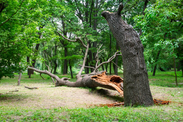Best Stump Grinding and Removal  in Bazon, CA