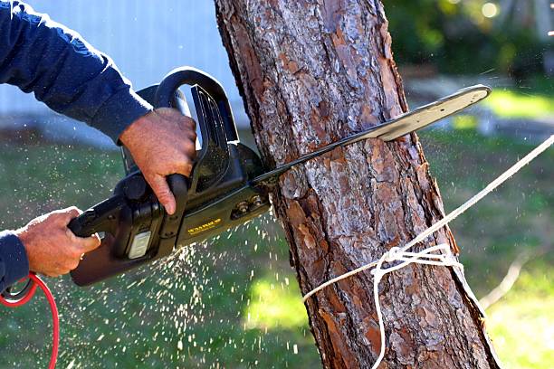 Best Lawn Renovation and Restoration  in Bazon, CA