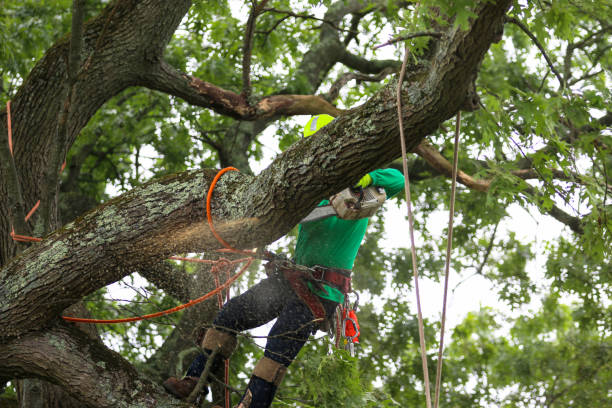 Best Tree and Shrub Care  in Bazon, CA