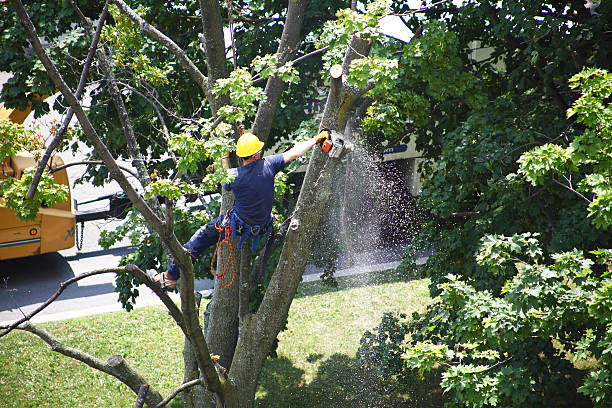 Best Utility Line Clearance  in Bazon, CA