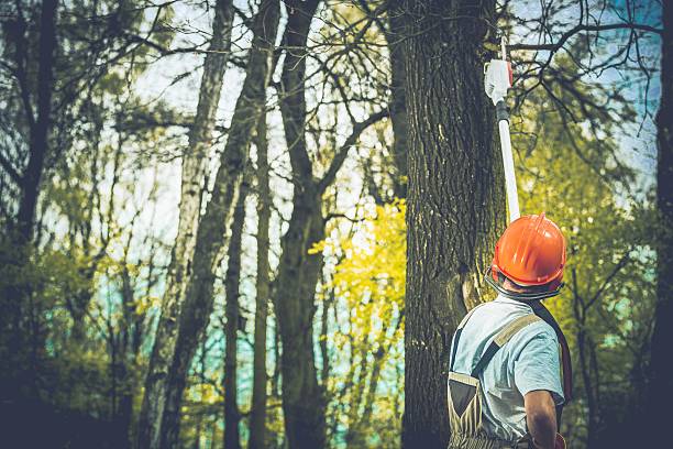 Best Tree Preservation Services  in Bazon, CA